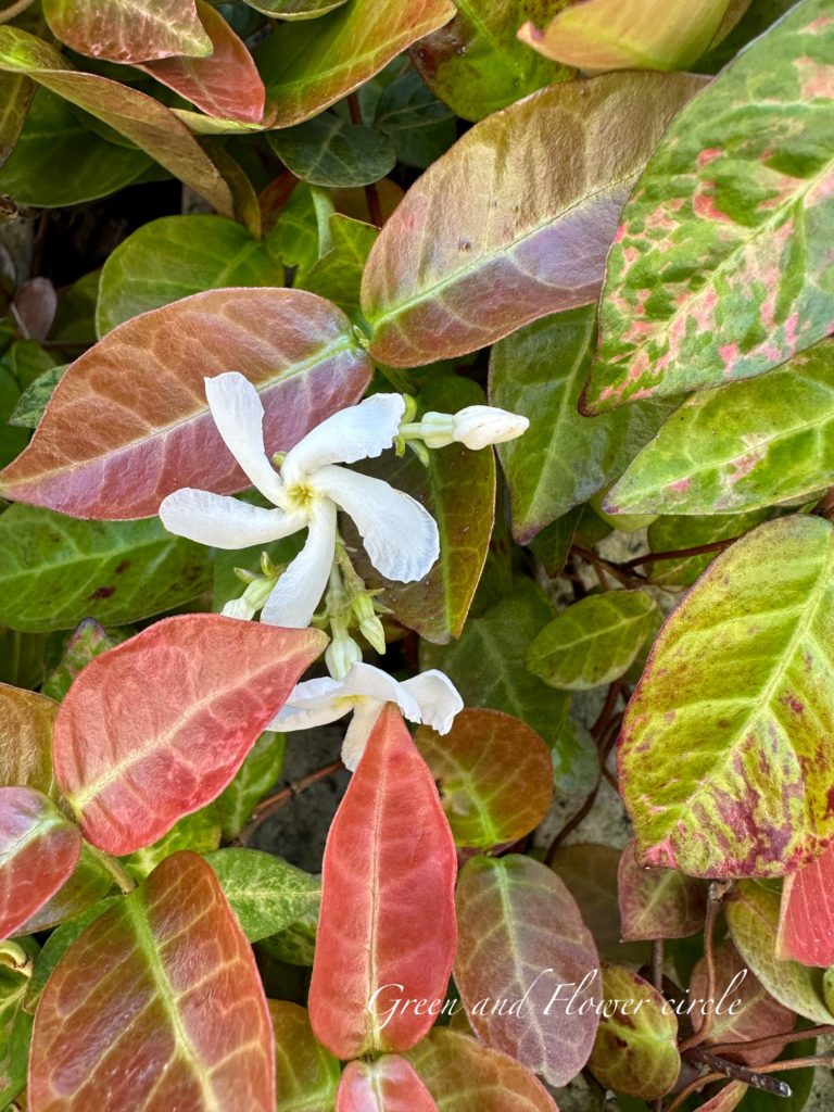 ハツユキカズラの花