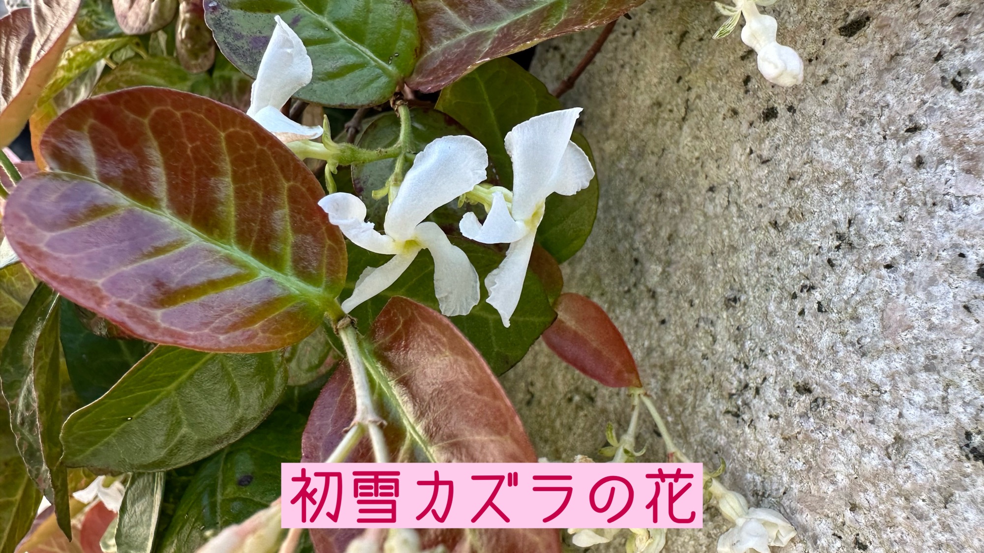 ハツユキカズラの花